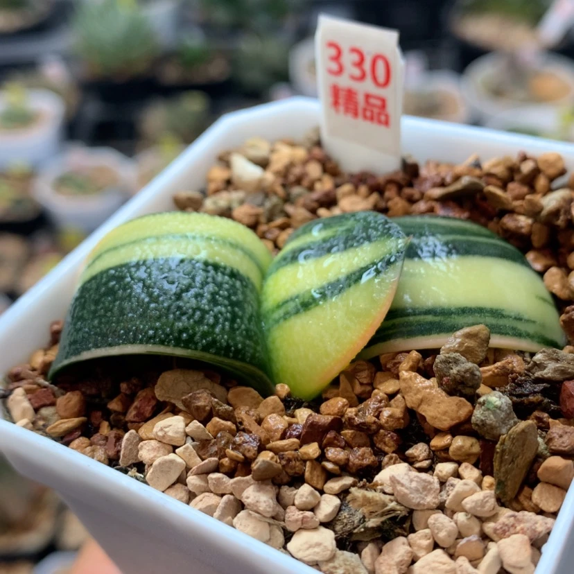 【闪购商品】330珍珠卧牛