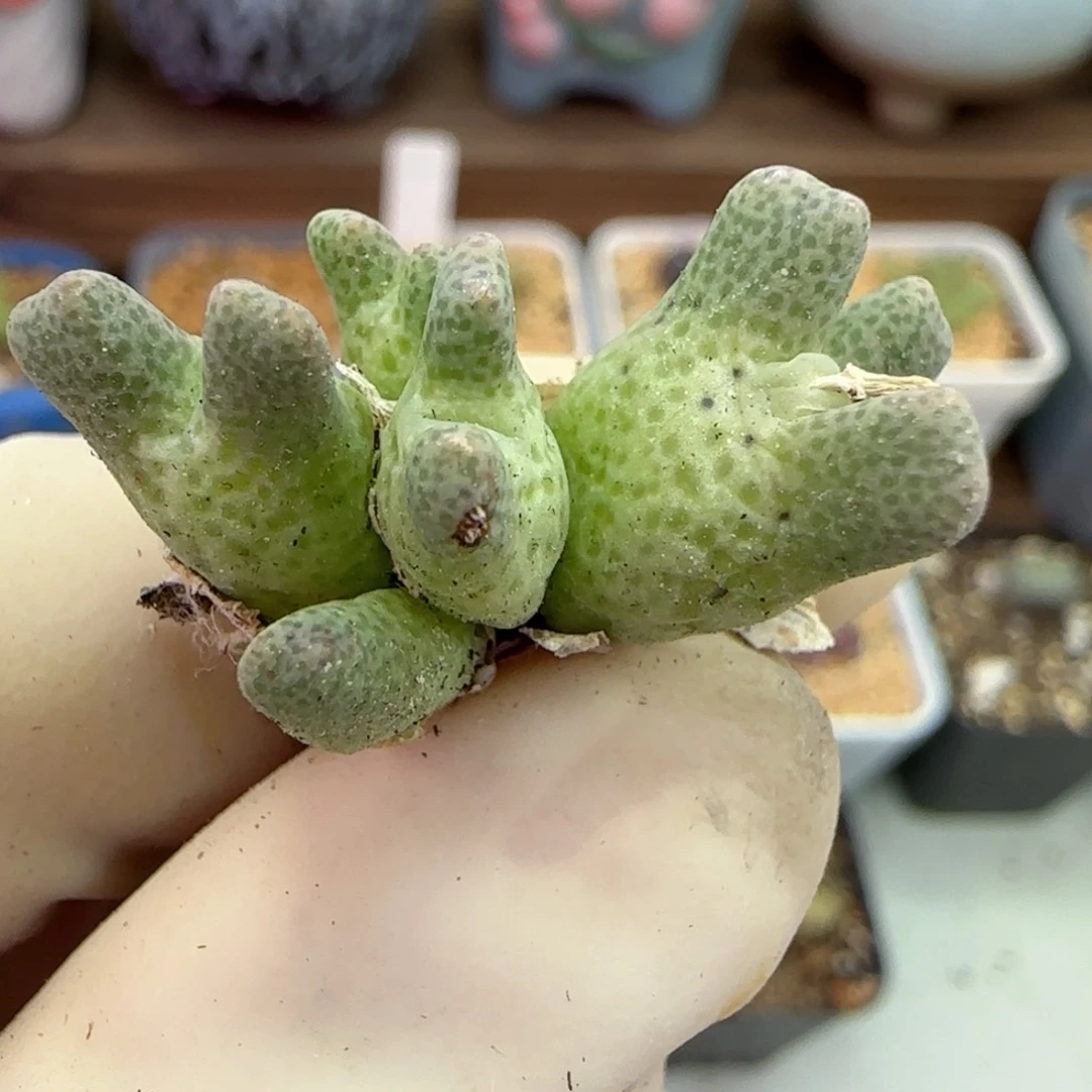 307鹿角斑马福利