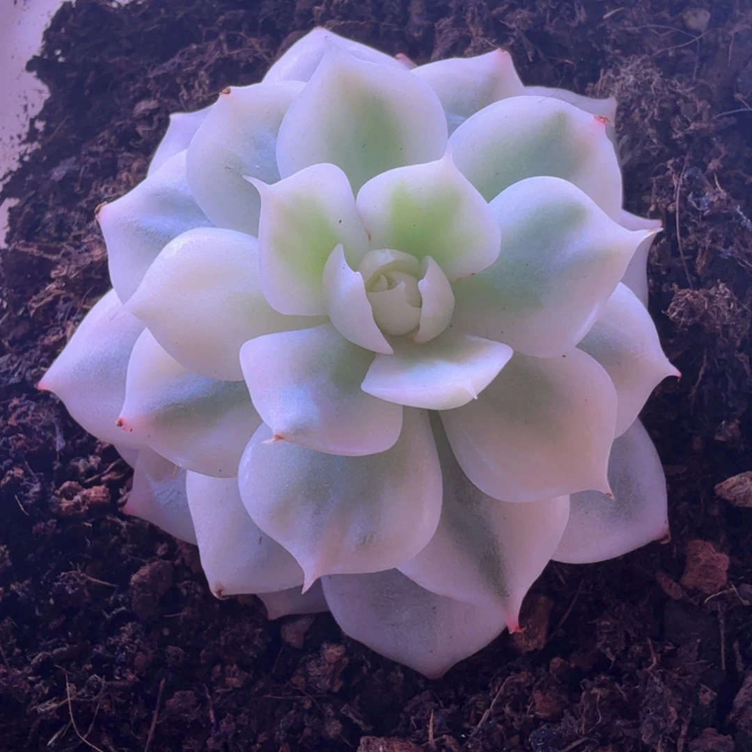 巴黎白锦 多肉植物