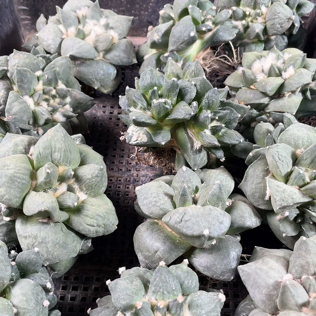 7cm自根丸尤青瓷带小怒