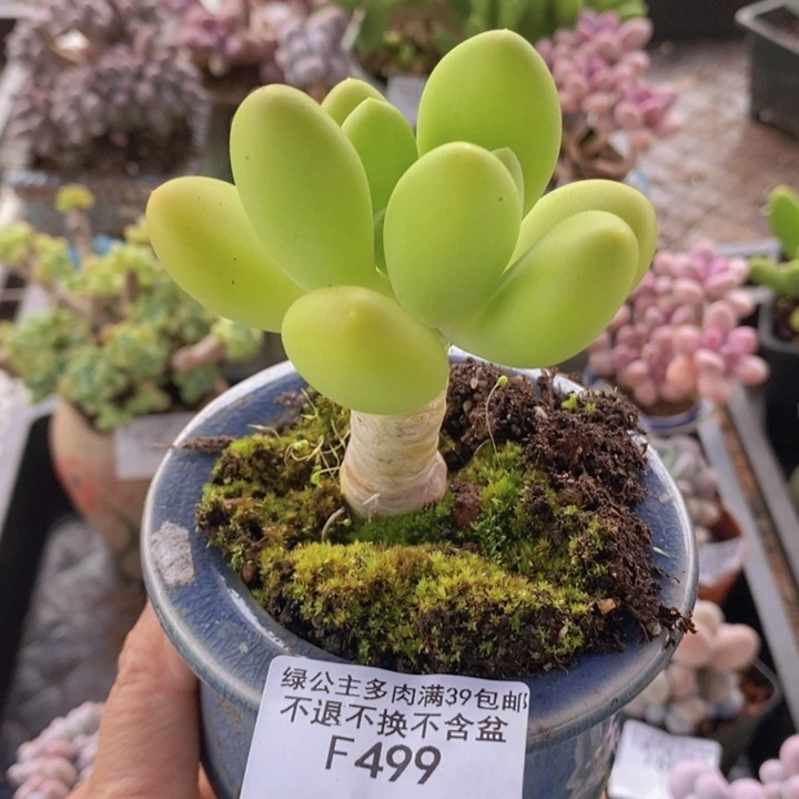 芒果奶单头499多肉植物