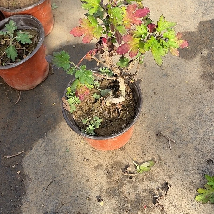 延***1完全开放20菊花菊花计划经济