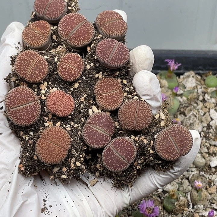 清***鱼869兔兔呜呜呜呜呜看看