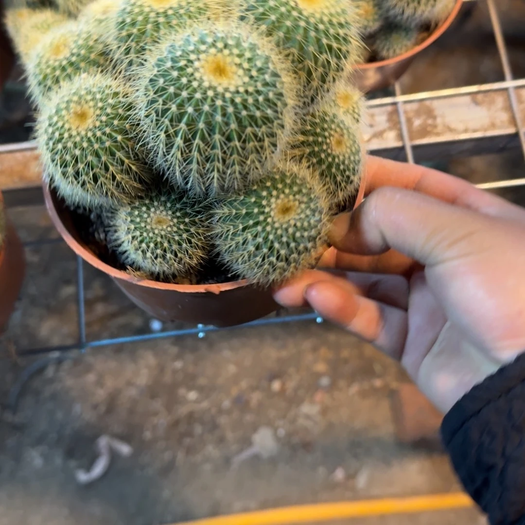 桃***满可口可乐了可口可乐