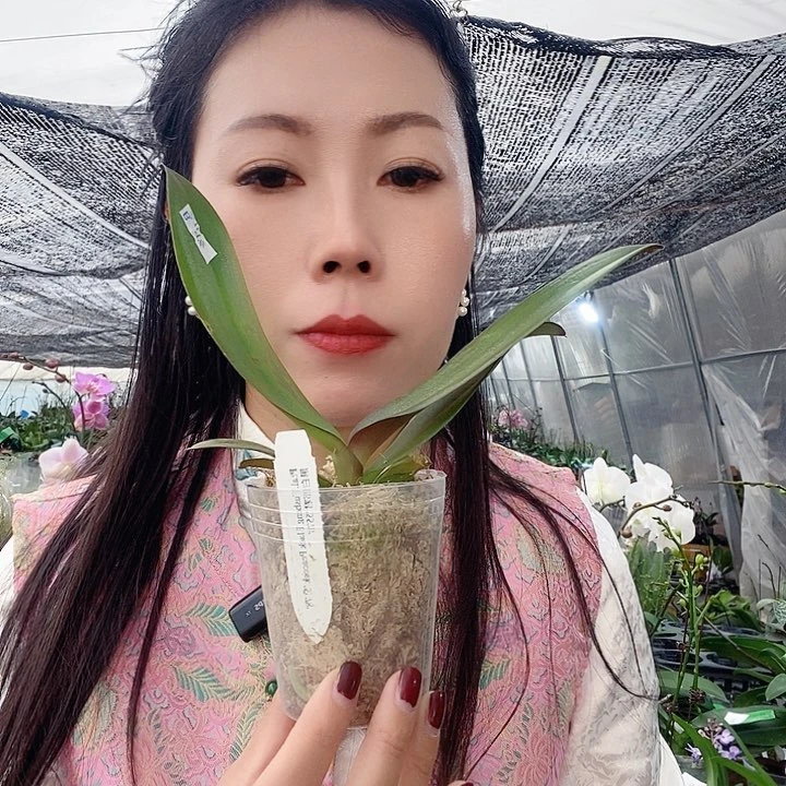 无花朵黑白郎君蝴蝶兰