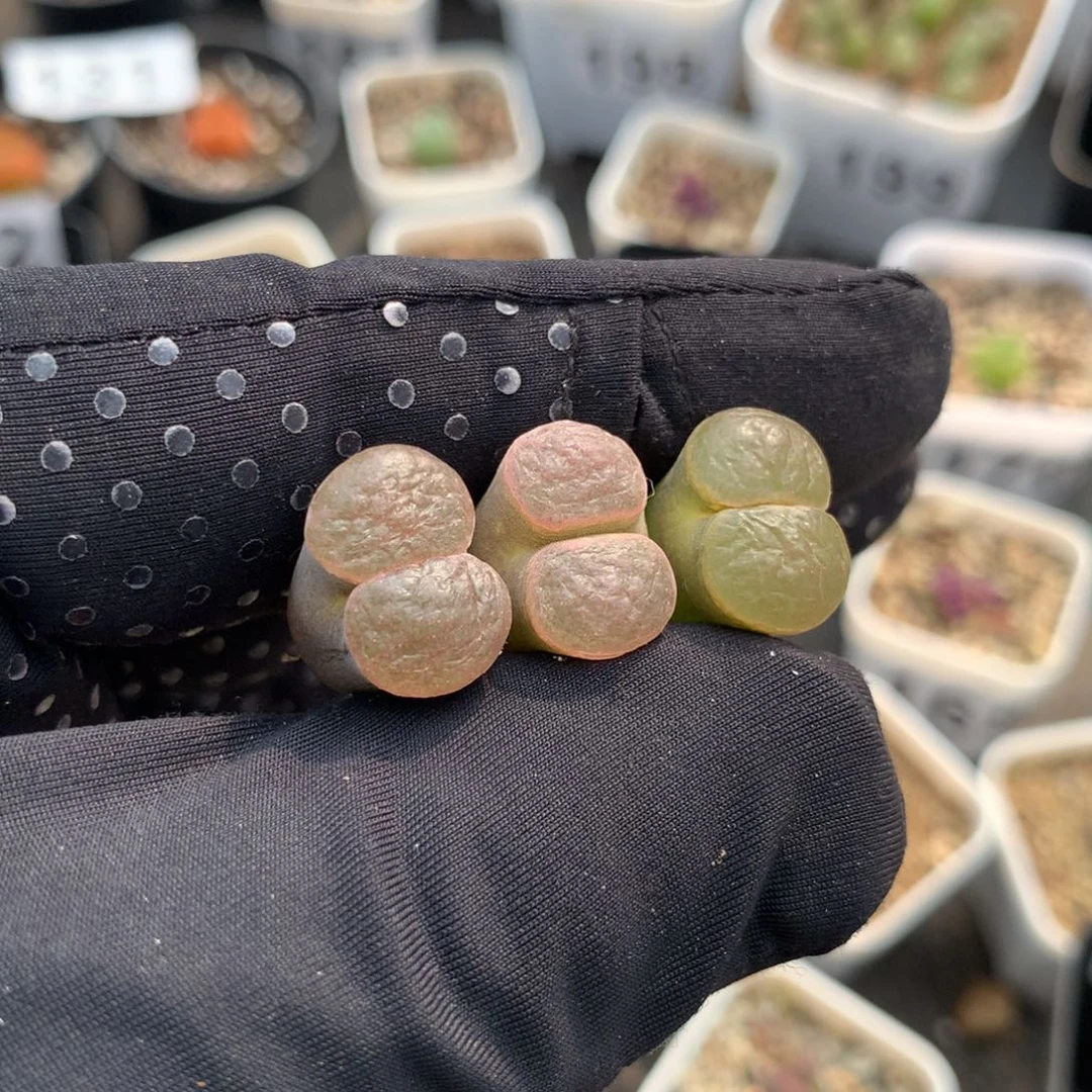 882磁铁风铃母本
