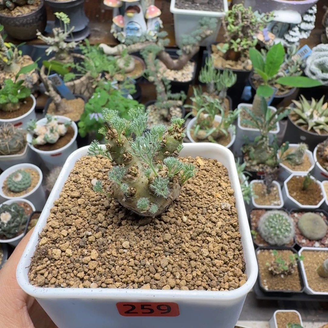 l***s白皮月界259仙人掌