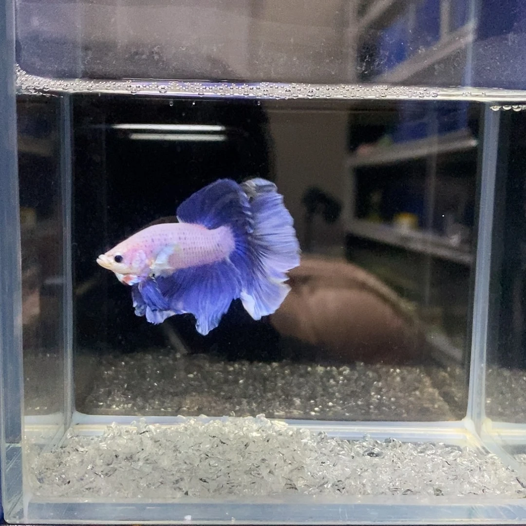 海水泰国斗鱼大耳朵蓝色
