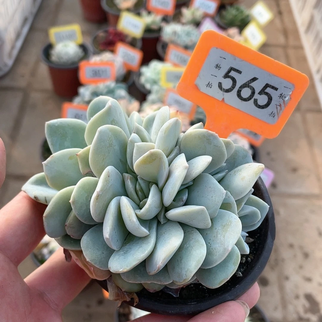 【闪购商品】565号