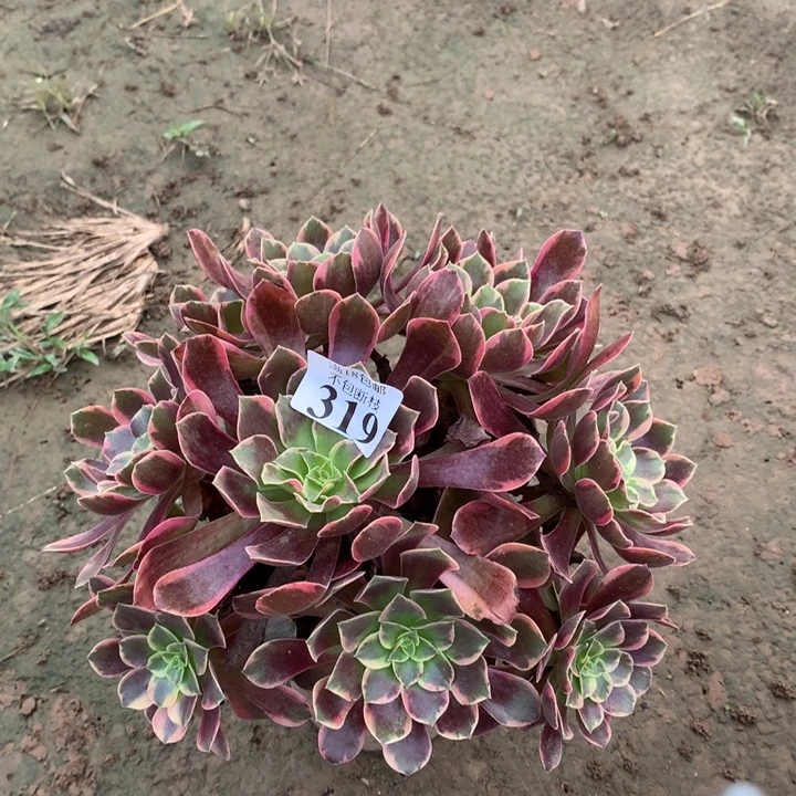 319金丝雀绣球西棚