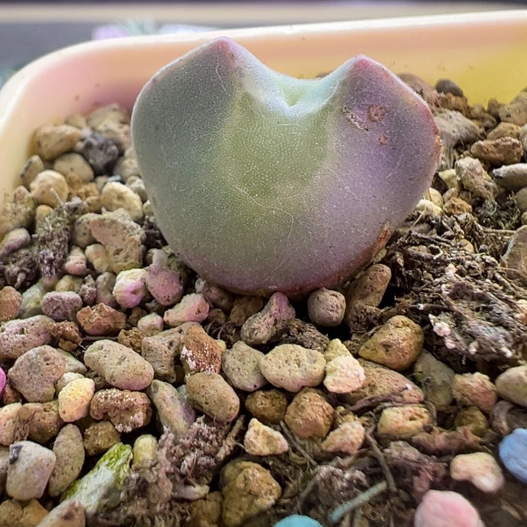 大眼空蝉 青蛙家 肉锥植物