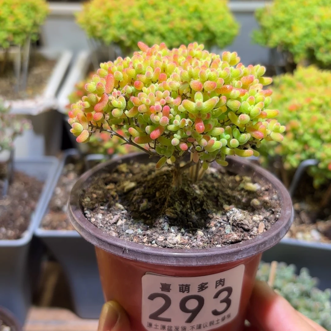 密橘糖球枝干番杏293