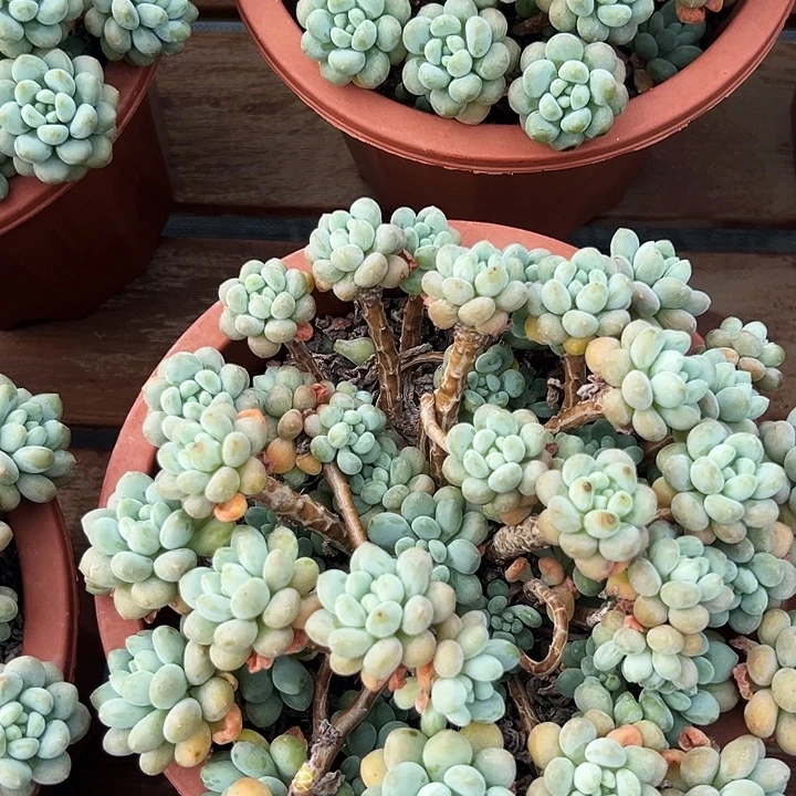 大盆洛可可  福利多多