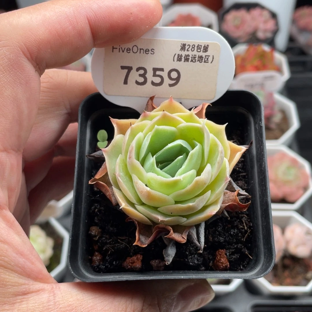 蓝丝绒7359-4厘米