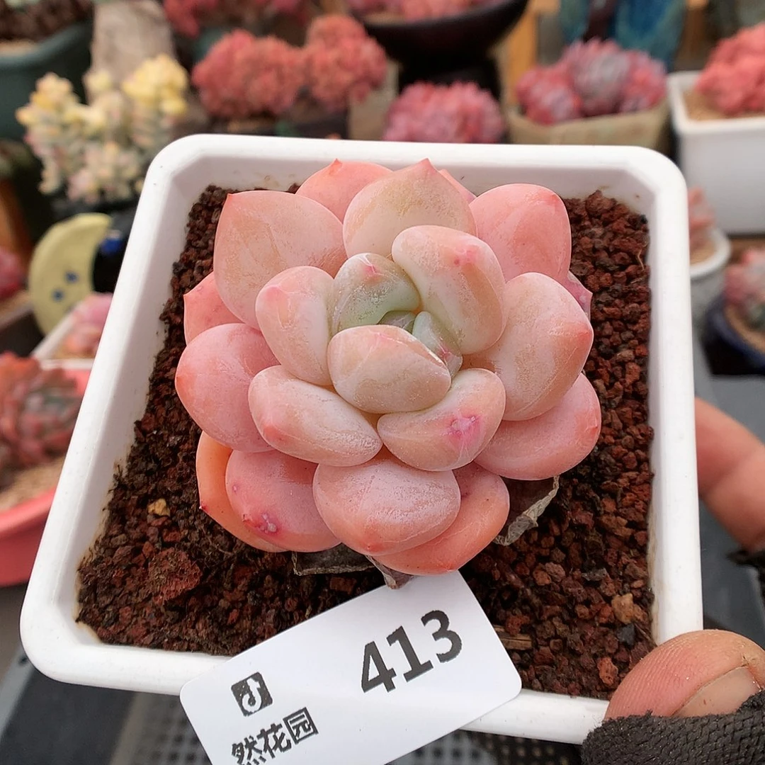 413香橙多肉植物6333