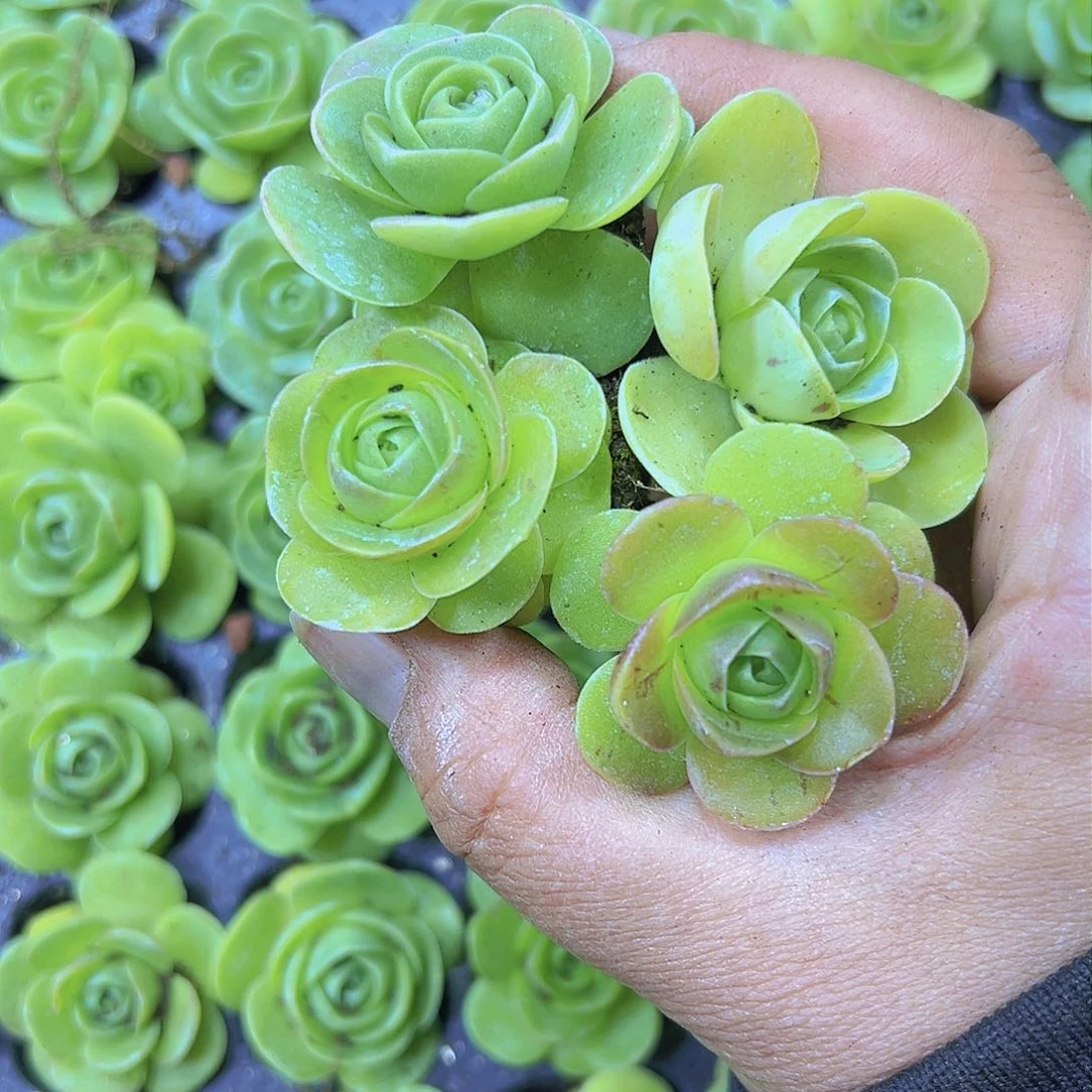 彩鸡蛋5个19包邮