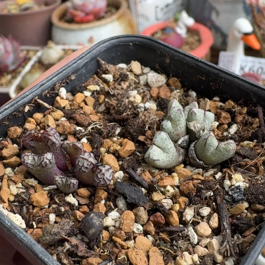 K655春传玉和大型兔耳小飞