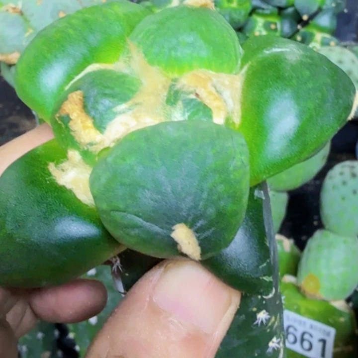 夏***光无花朵福利苗接大尤蛋370