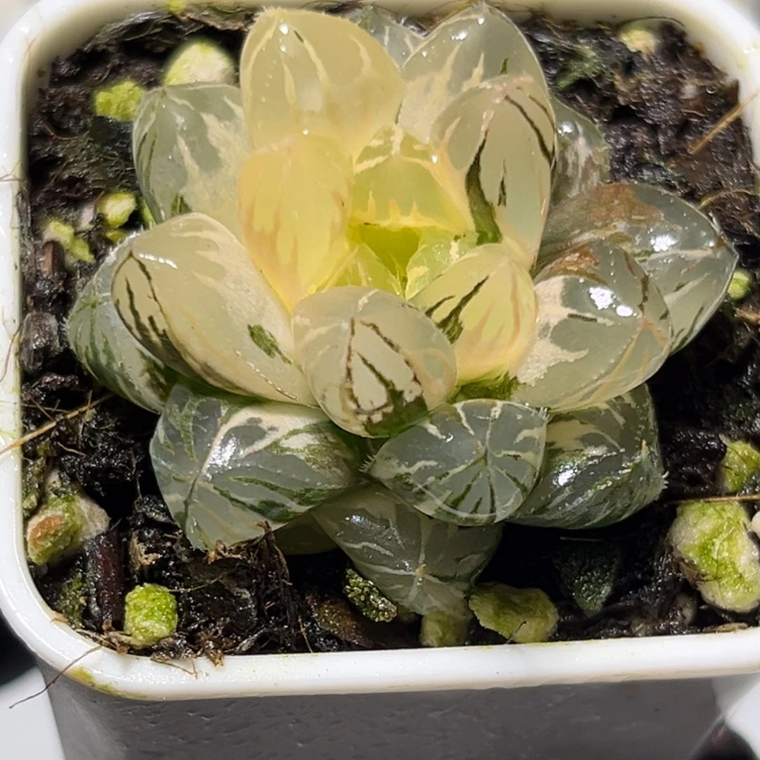 恭喜发财大吉大利0015