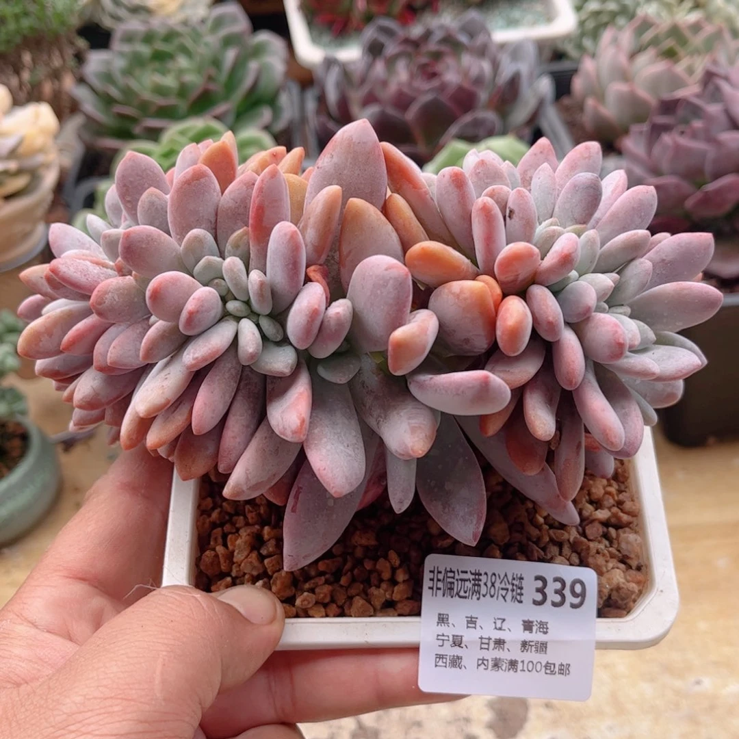 339粉兔缀德华多肉
