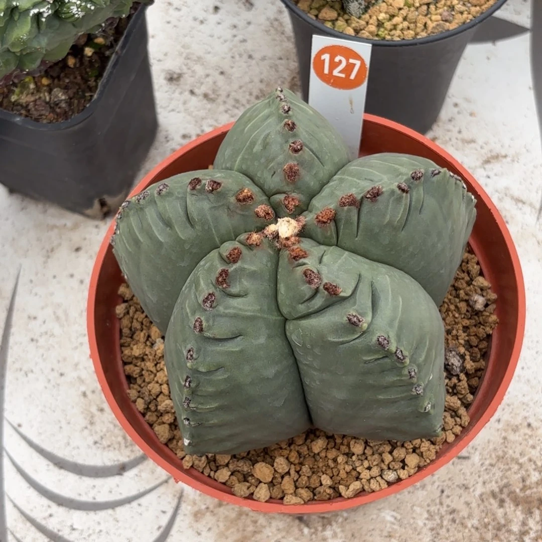 127实生龟甲鸾凤玉带盆带土发货