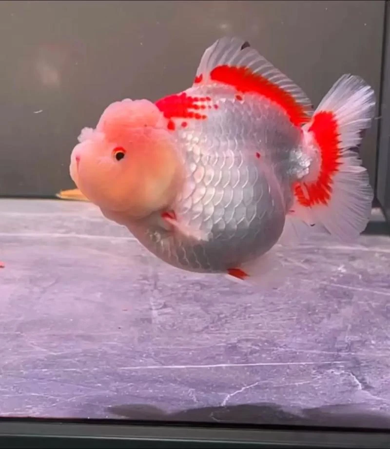 兰寿泰狮玛丽金鱼活体冷水观赏鱼好养耐活招财鱼