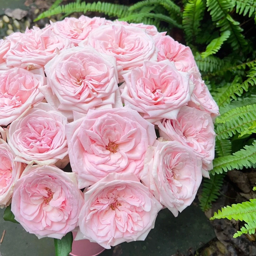 【花之物语】粉荔枝玫瑰 包邮