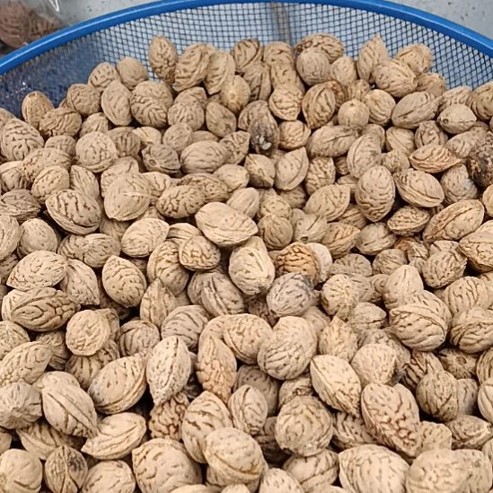 桃核吊坠18元一斤随机发野生山桃核小核