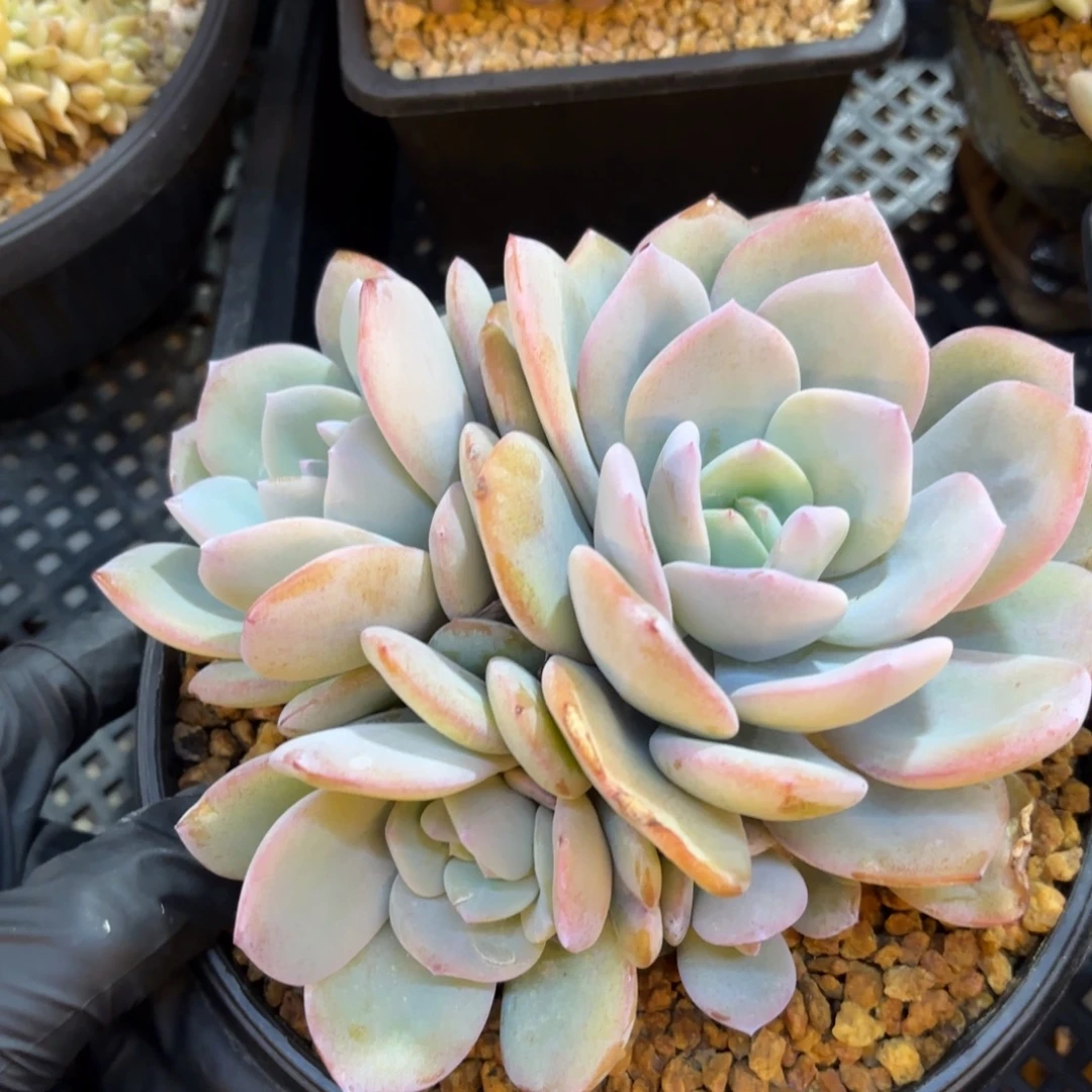 无花朵特价奶茶11111111