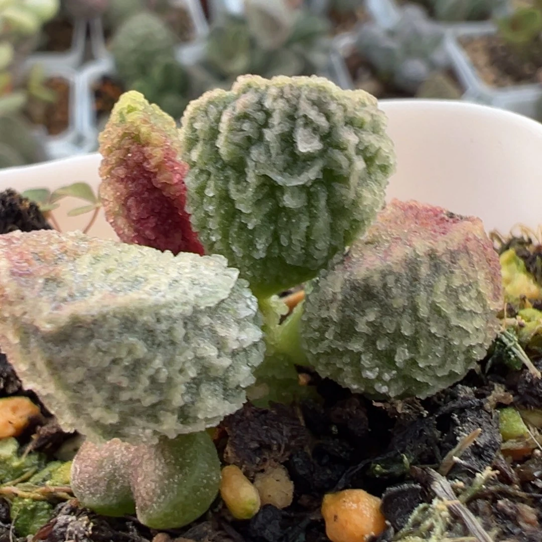 实生新品多肉植物水泡多肉植物