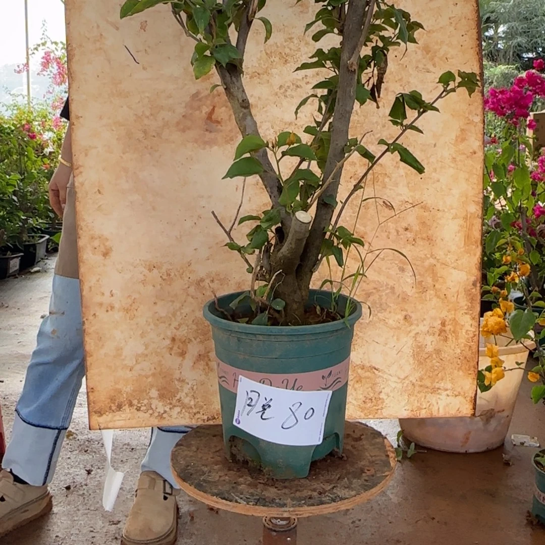 大部分花苞少量开放重瓣黄 80脱