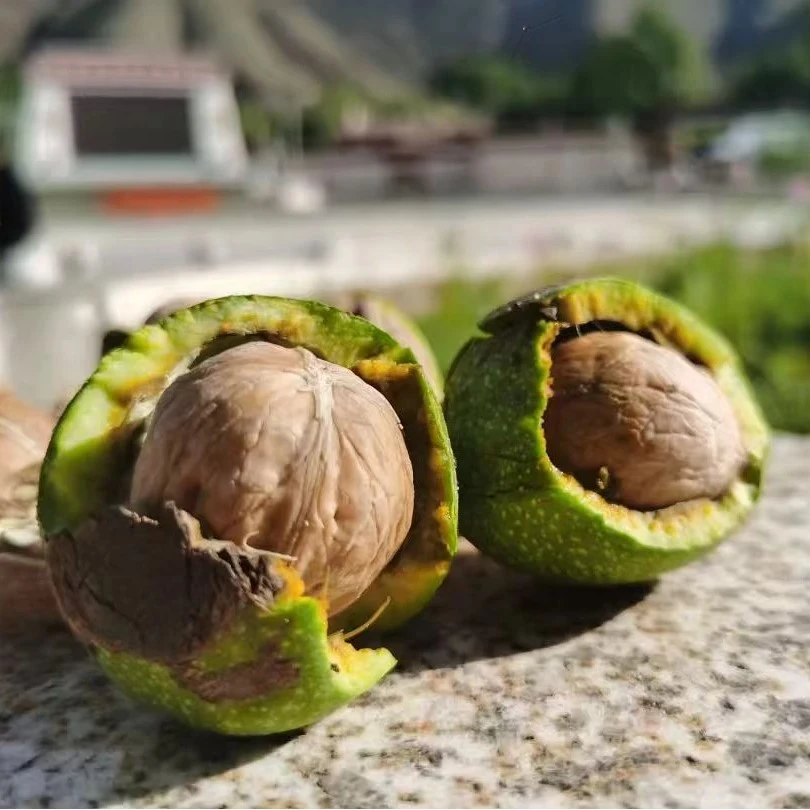林芝朗县新鲜青皮薄壳湿核桃手工挑选带皮脆嫩美味醇香