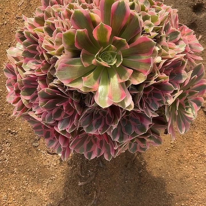 多肉植物粉女郎锦…………