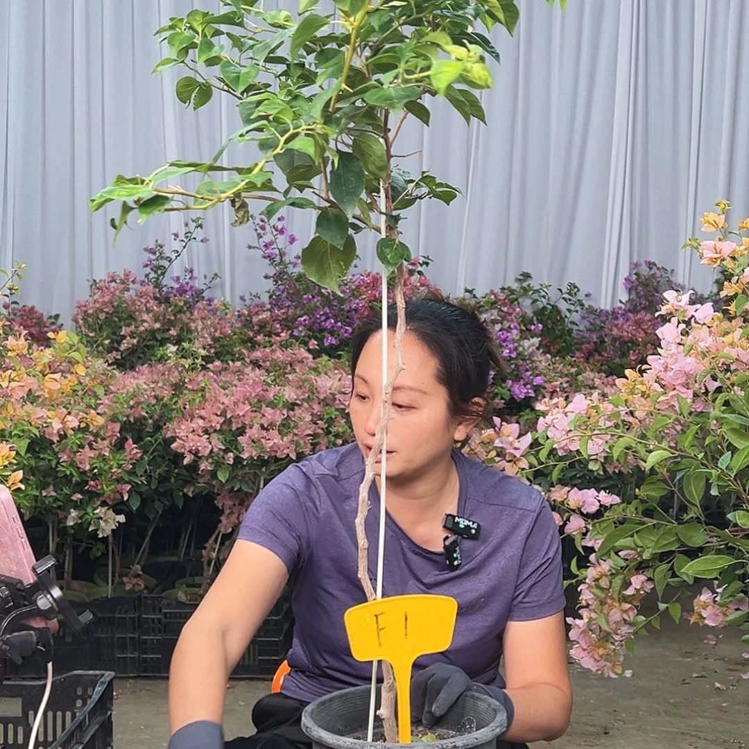 有***可大部分花苞少量开放F1日落