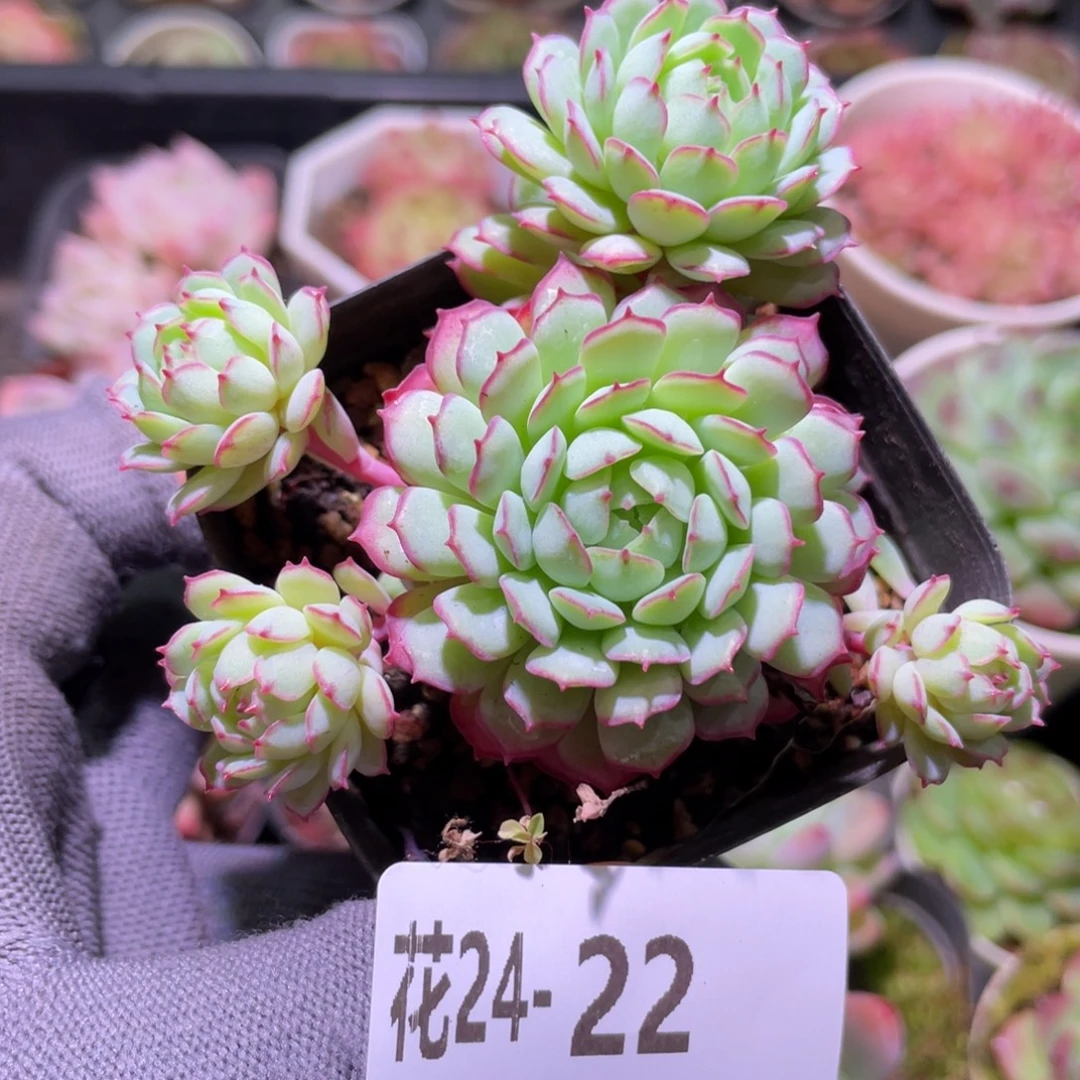 花利美24-22小红船
