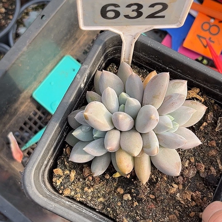 多肉植物胖体哥特632