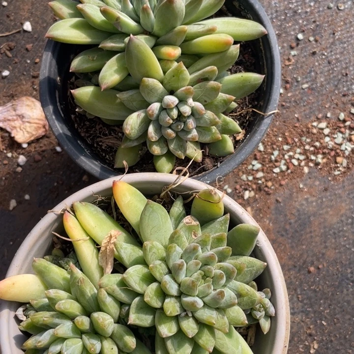 原始青花瓷，拍1发2