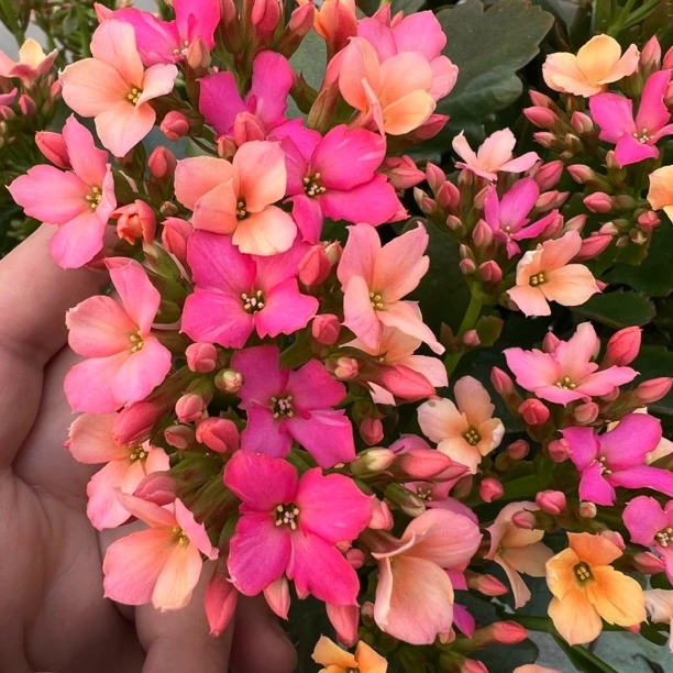 【七彩糖条】130大盆 拍够两单发货