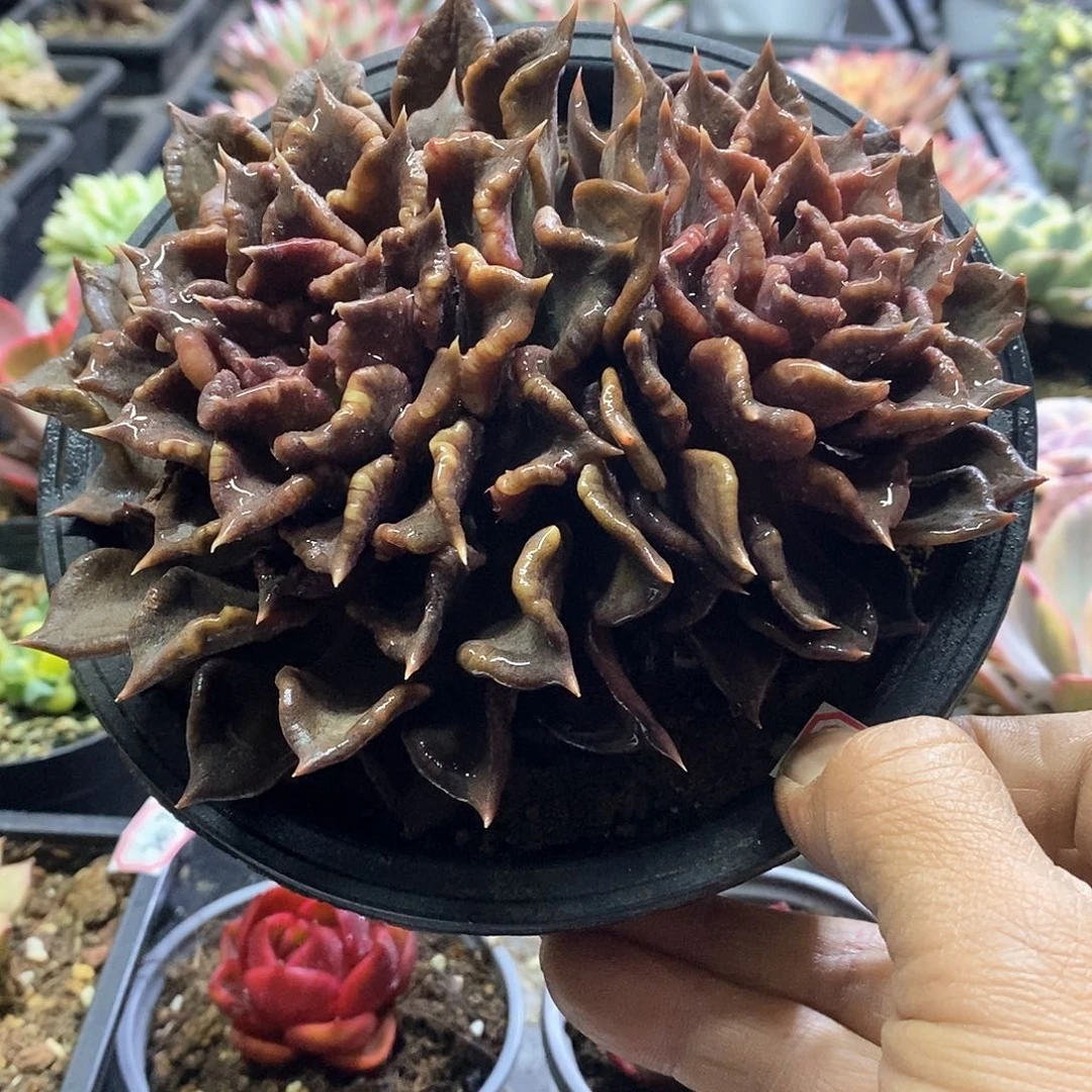 20160黑饺子皮多肉植物