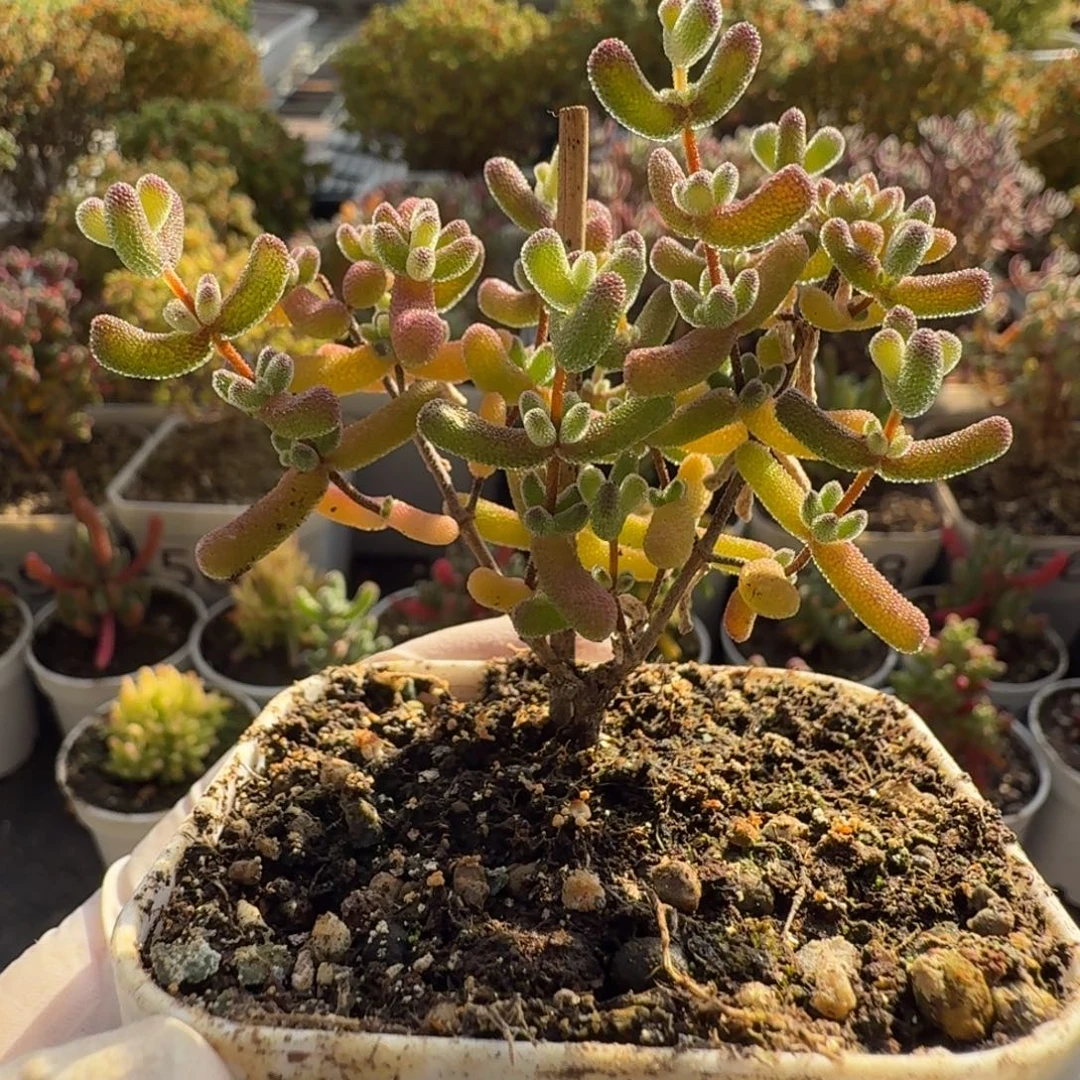 604冰冰虾枝干一物一拍