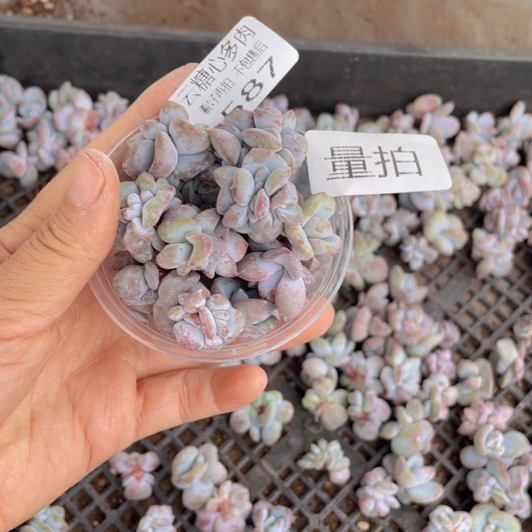 云糖心多肉植物587