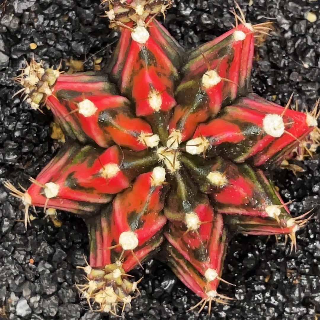 黑红色系 一物一拍