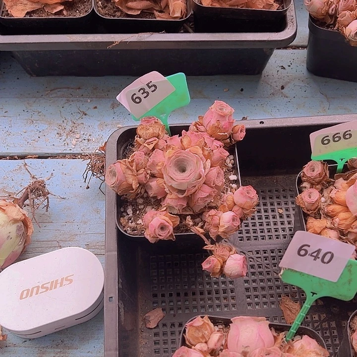 用***1635一物一拍 带盆