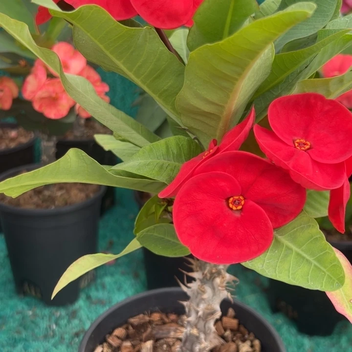 泰品嫁接一物一拍