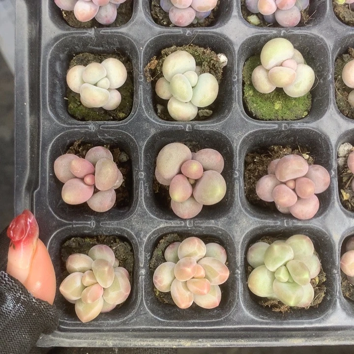 蛋黄。 咖啡。 彩虹。樱花。乘以3。包邮。