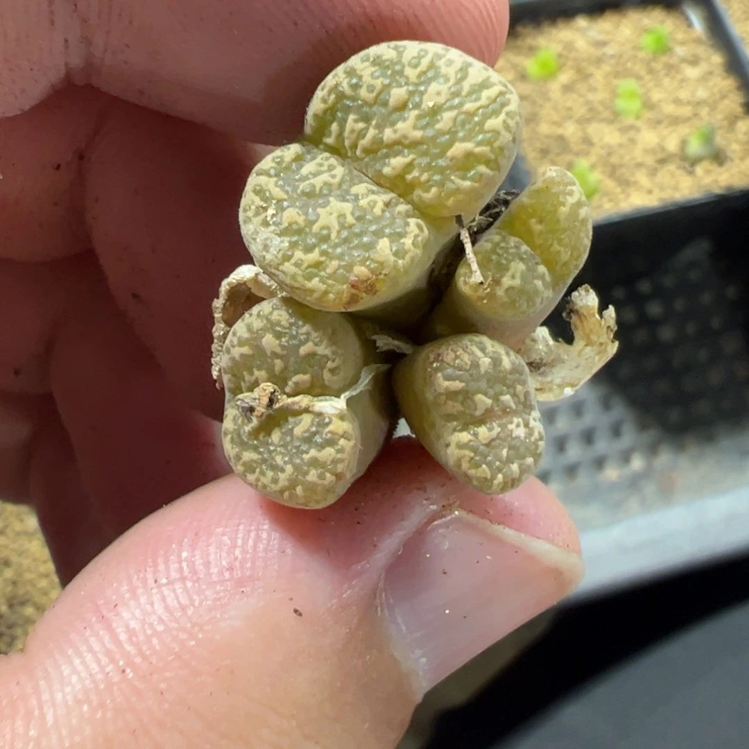 6-111肉锥多肉植物