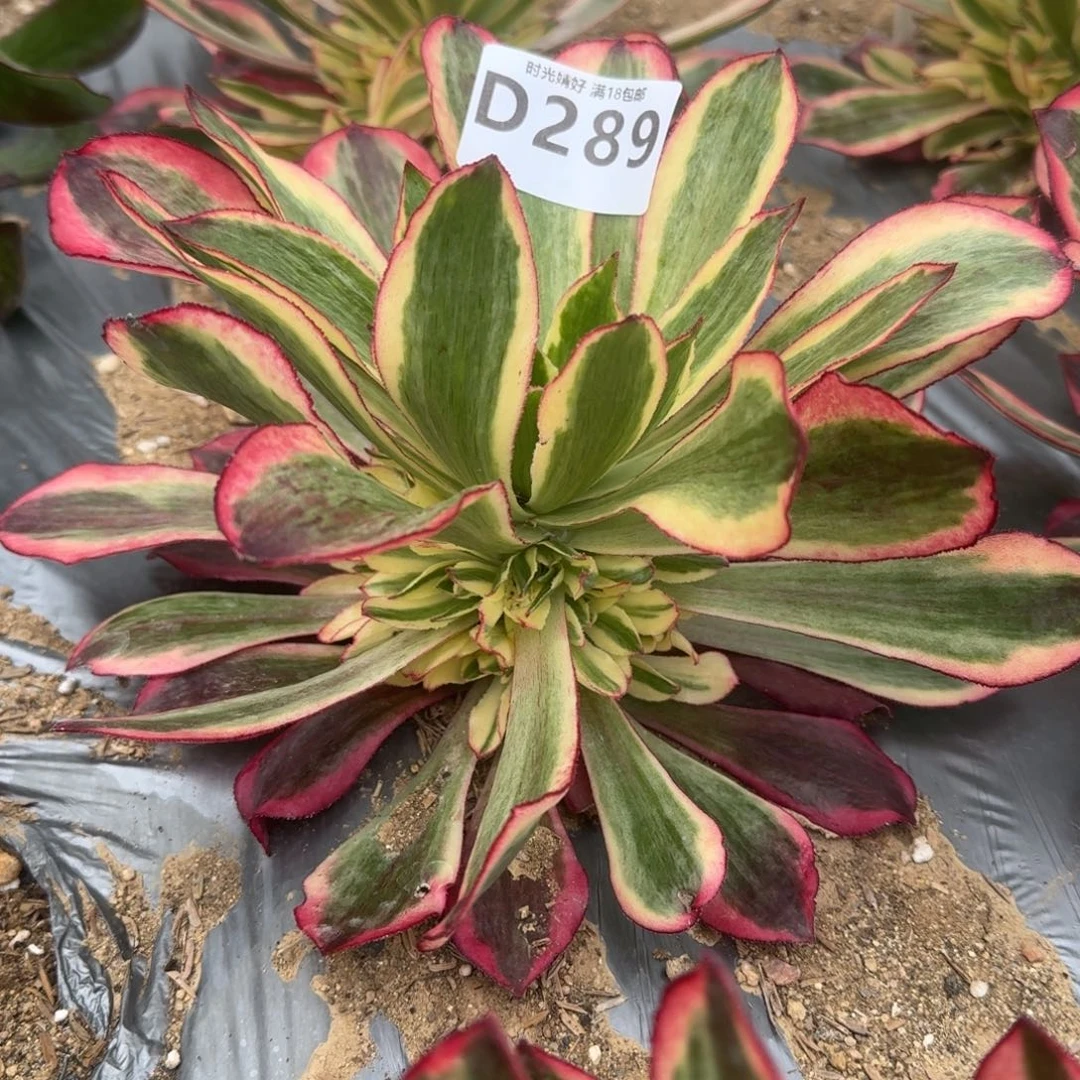 289魅影多肉植物