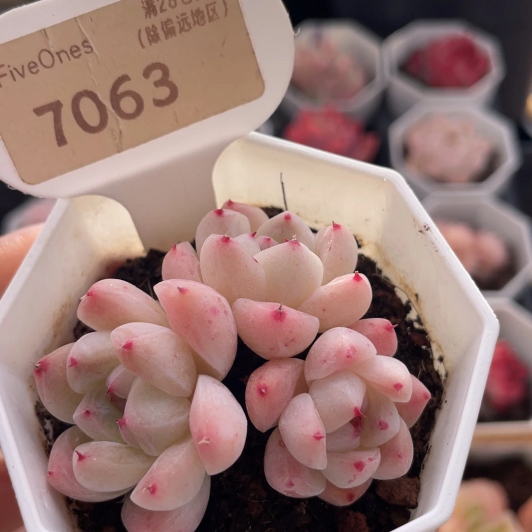 如梦令7063-5.0厘米