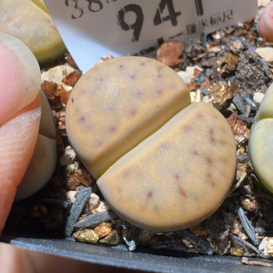 Sss清货便宜卖941