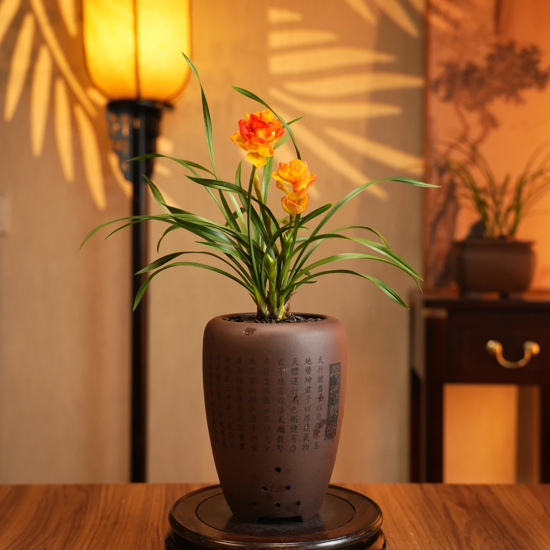 【老种七彩牡丹】稀有春剑名贵高档浓香型带花苞桌面绿植客厅兰花